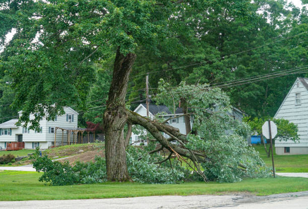 Professional Tree Service in Ivins, UT